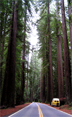 van in the redwoods